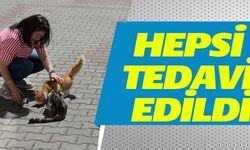 HEPSİ TEDAVİ EDİLDİ