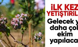 İLK KEZ YETİŞTİRİLDİ