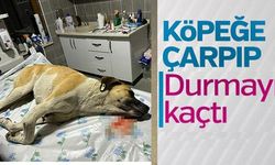 KÖPEĞE ÇARPTI ARKASINA BAKMADAN KAÇTI