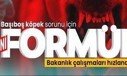 SOKAK HAYVANLARI İÇİN YENİ FORMÜL