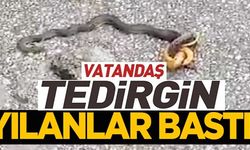 VATANDAŞ YILANLARDAN TEDİRGİN!