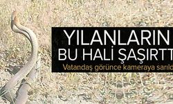 YILANLARIN BU HALİ ŞAŞIRTTI