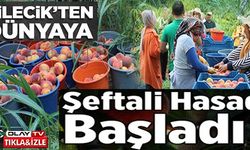 BİLECİK'TEN DÜNYAYA ŞEFTALİ HASADI BAŞLADI