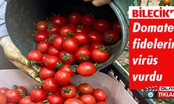 DOMATESLERDE 'LEKELİ SOLGUNLUK VİRÜSÜ' ORTAYA ÇIKTI.