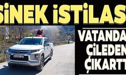 SİNEK İSTİLASI!