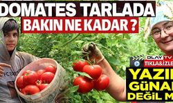 DOMATES TARLADA BAKIN NE KADAR?