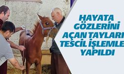 HAYATA GÖZLERİNİ AÇAN TAYLARIN TESCİL İŞLEMLERİ YAPILDI