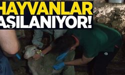 HAYVANLAR AŞILANIYOR