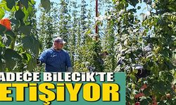 SADECE BİLECİK'TE YETİŞİYOR