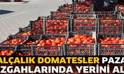 SALÇALIK DOMATESLER PAZAR TEZGAHLARINDA YERİNİ ALDI