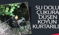 SU DOLU ÇUKURA DÜŞEN KOYUN KURTARILDI