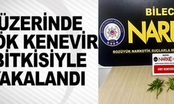 ÜZERİNDE KÖK KENEVİR BİTKİSİYLE YAKALANDI