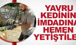 YAVRU KEDİNİN İMDADINA HEMEN YETİŞTİLER