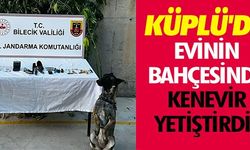 KÜPLÜ'DE EVİNİN BAHÇESİNDE KENEVİR YETİŞTİRDİ