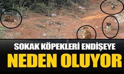 SOKAK KÖPEKLERİ ENDİŞEYE NEDEN OLUYOR