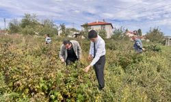 KAYMAKAM KAHRAMAN, AHUDUDU VE ARONYA TARLALARINI İNCELEDİ