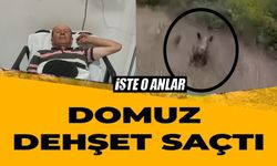 BİLECİK'TE DOMUZLARI AVLAYAN 1 AVCI YARALANDI