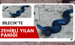 BİLECİK’TE ZEHİRLİ YILAN PANİĞİ