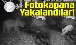 BİLECİK'TE FOTOKAPANA YAKALANAN AYI VE DOMUZUN GÖRÜNTÜSÜ GÜLÜMSETTİ