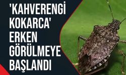 BİLECİK'TE ÇİFTÇİLERİN KAHVERENGİ KOKARCA PANİĞİ!