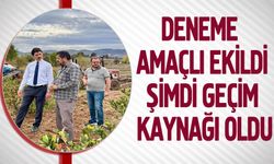 DENEME AMAÇLI EKİLDİ ŞİMDİ GEÇİM KAYNAĞI OLDU