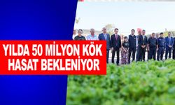 YILDA 50 MİLYON KÖK HASAT BEKLENİYOR