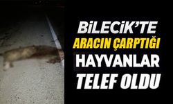 BİLECİK'TE ARACIN ÇARPTIĞI HAYVANLAR TELEF OLDU