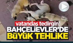 VATANDAŞLAR SAHİPSİZ KÖPEK KORKUSUNDAN SOKAĞA ÇIKAMIYOR