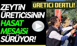 BİLECİK'TE ZEYTİN HASADI MESAİSİ BAŞLADI