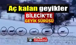 BİLECİK'TE GEYİK SÜRÜSÜ GÖRÜNTÜLENDİ