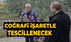 ASIRLIK ZEYTİN AĞAÇLARI COĞRAFİ İŞARETLE TESCİLLENECEK