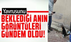 YAĞMUR HATTI BORUSUNA SIKIŞAN YAVRUSUNU KURTARILINCAYA KADAR BEKLEDİ