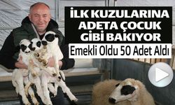 İLK KUZULARINA ADETA ÇOCUK GİBİ BAKIYOR