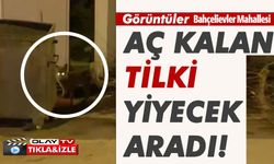 AÇ KALAN TİLKİ ŞEHİR MERKEZİNE İNDİ