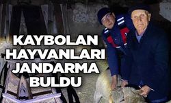 KAYIP HAYVANLARI JANDARMA BULDU