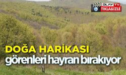 BAHARIN GELMESİYLE DOĞANIN GÜZELLİĞİ GÖRENLERİ HAYRAN BIRAKIYOR