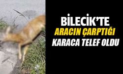 ARACIN ÇARPTIĞI KARACA TELEF OLDU