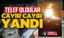 ARI KOVANLARI CAYIR CAYIR YANDI