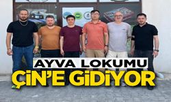 OSMANELİ ‘AYVA LOKUMU' ÇİN YOLCUSU