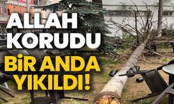 BİLECİK'TE ÇAY BAHÇESİNDE BULUNAN DEV AĞAÇ DEVRİLDİ