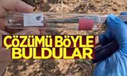 BİLECİK'TE GÖRÜLEN KAHVERENGİ KOKARCAYA SAMURAY ARISIYLA ÇÖZÜM