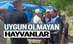 BAYRAM ÖNCESİ HAYVAN PAZARI DENETİMLERİ SÜRÜYOR