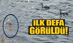 PELİTÖZÜ GÖLETİ'NDE UZUN BİR ARADAN SONRA İLK PEKİN ÖRDEĞİ YAVRULARI