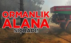 BUĞDAY TARLASINDA ÇIKAN YANGIN ORMANLIK ALANA SIÇRADI