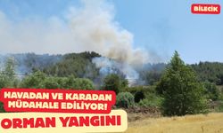 YENİ ORMAN YANGINI
