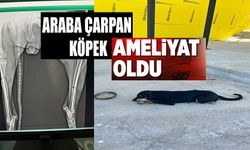 OSMANELİ'NDE ARACIN ÇARPTIĞI KÖPEK AMELİYAT EDİLDİ