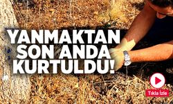 KAPLUMBAĞA YANGINDAN SON ANDA KURTARILDI