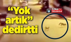 KEDİ TARAFINDAN SALDIRIYA UĞRAYAN TİLKİ ÇAREYİ KAÇMAKLA BULDU