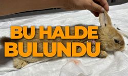 YARALI HALDE BULUNAN TAVŞAN TEDAVİ ALTINA ALINDI