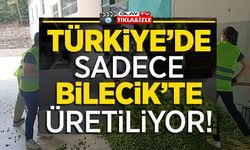 'YEŞİL ALTIN' DİYE ADLANDIRILAN ŞERBETÇİOTUNUN HASADI BAŞLADI